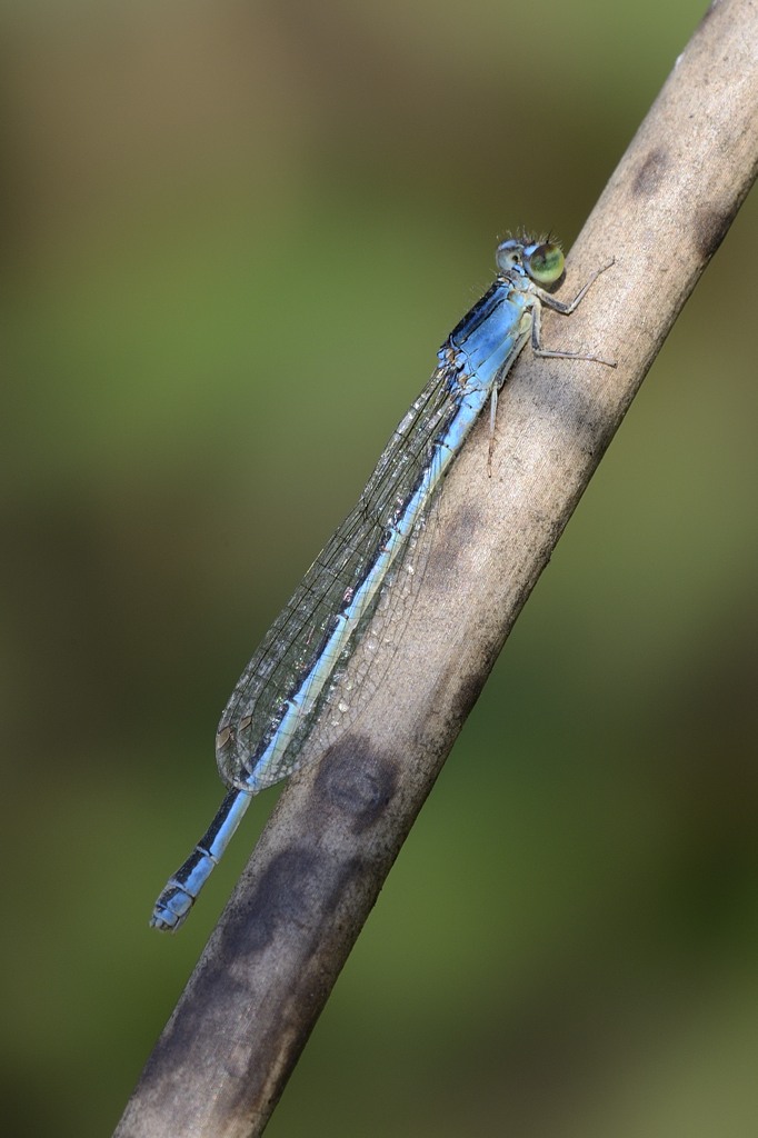 Damigella celeste